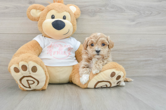 Maltipoo Pup Being Cute