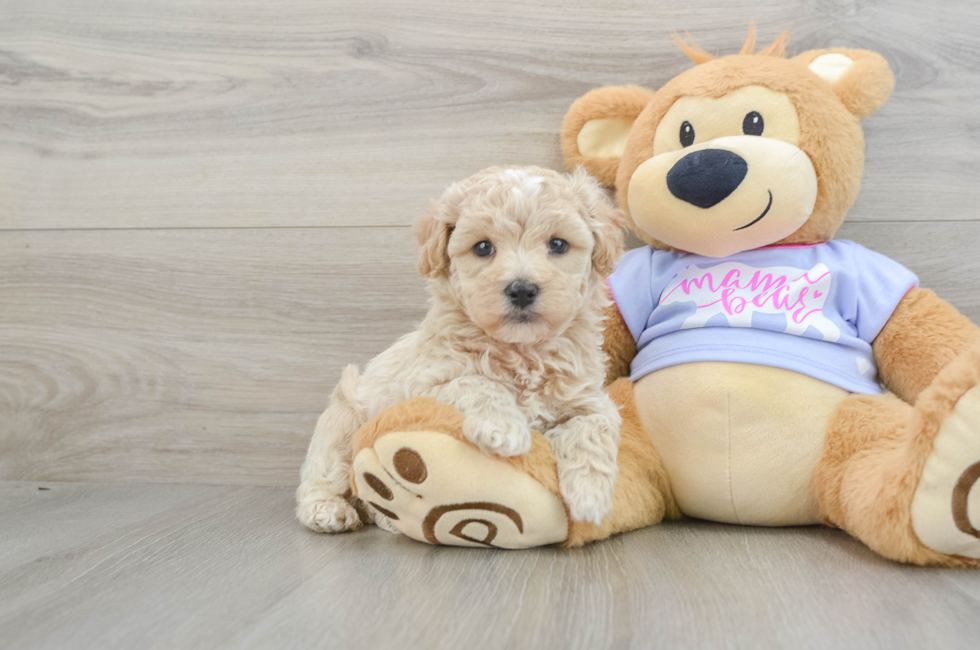 5 week old Maltipoo Puppy For Sale - Premier Pups