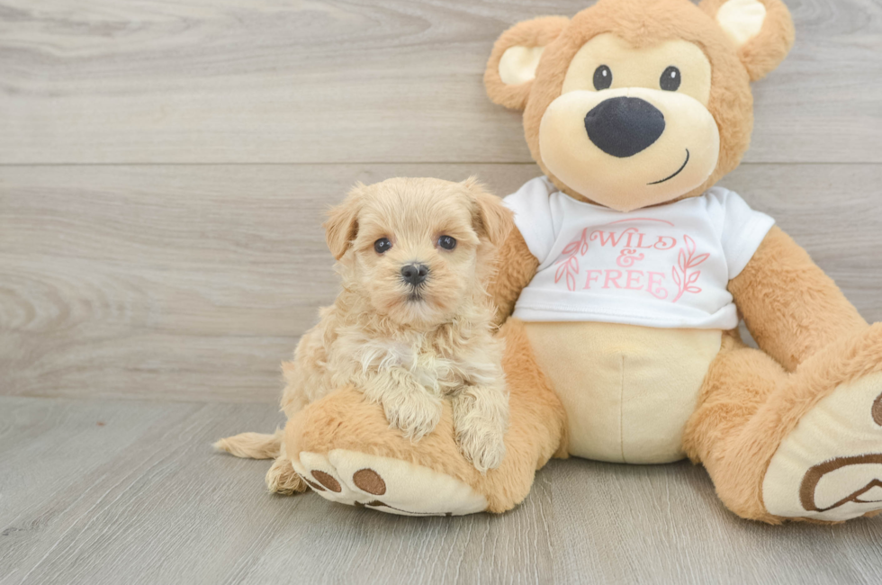 6 week old Maltipoo Puppy For Sale - Premier Pups
