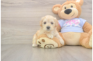 Maltipoo Pup Being Cute