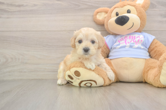 Maltipoo Pup Being Cute
