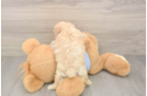 Smart Maltipoo Poodle Mix Pup