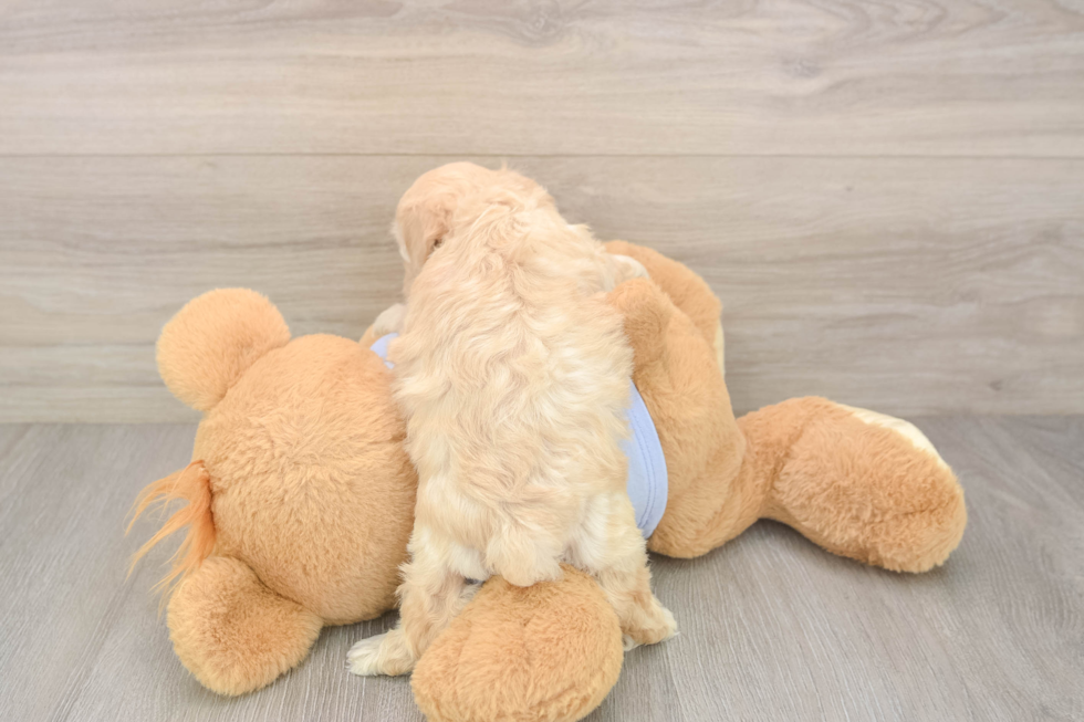 Smart Maltipoo Poodle Mix Pup