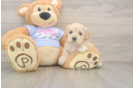 Small Maltipoo Baby