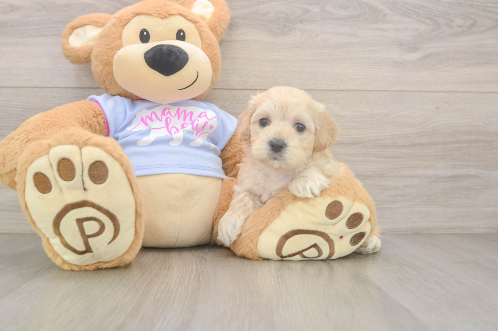 Small Maltipoo Baby