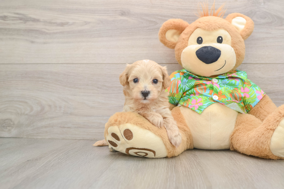 Adorable Maltidoodle Poodle Mix Puppy