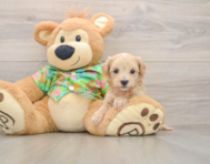 8 week old Maltipoo Puppy For Sale - Premier Pups