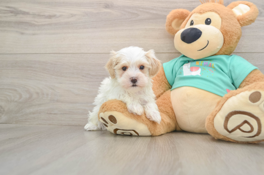 Petite Maltipoo Poodle Mix Pup