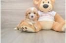 Hypoallergenic Moodle Poodle Mix Puppy