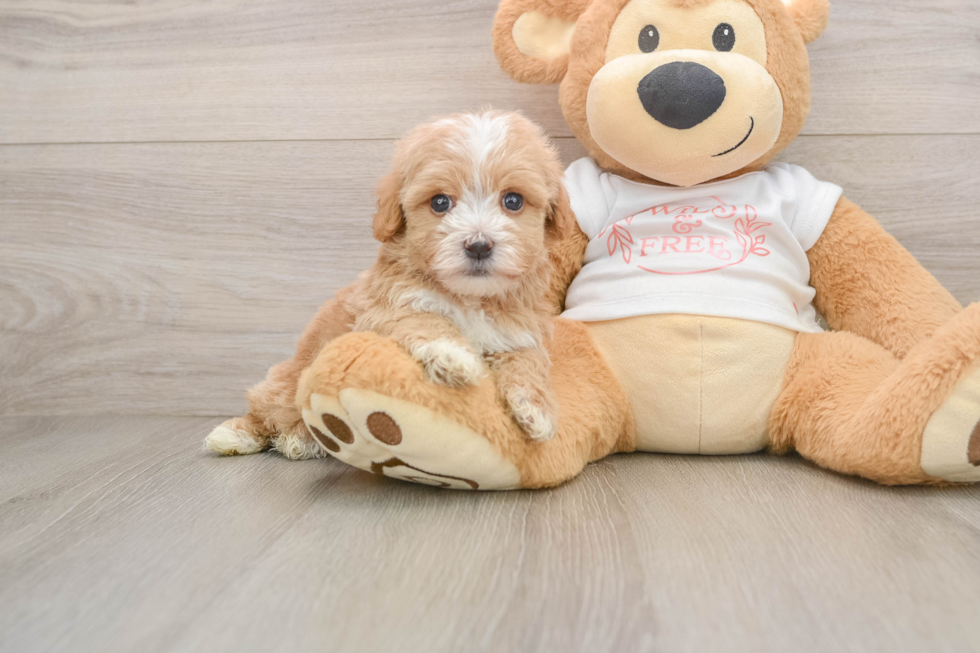 Hypoallergenic Moodle Poodle Mix Puppy