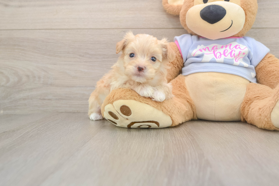 Small Maltipoo Baby