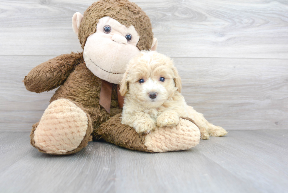 Fluffy Maltipoo Poodle Mix Pup