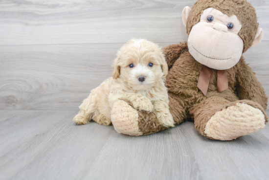 Maltipoo Pup Being Cute