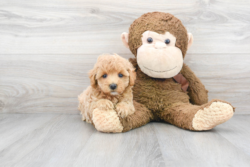 Maltipoo Pup Being Cute