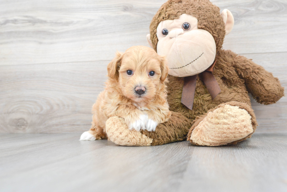 Sweet Maltipoo Baby