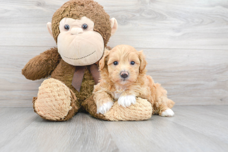 Cute Maltipoo Baby