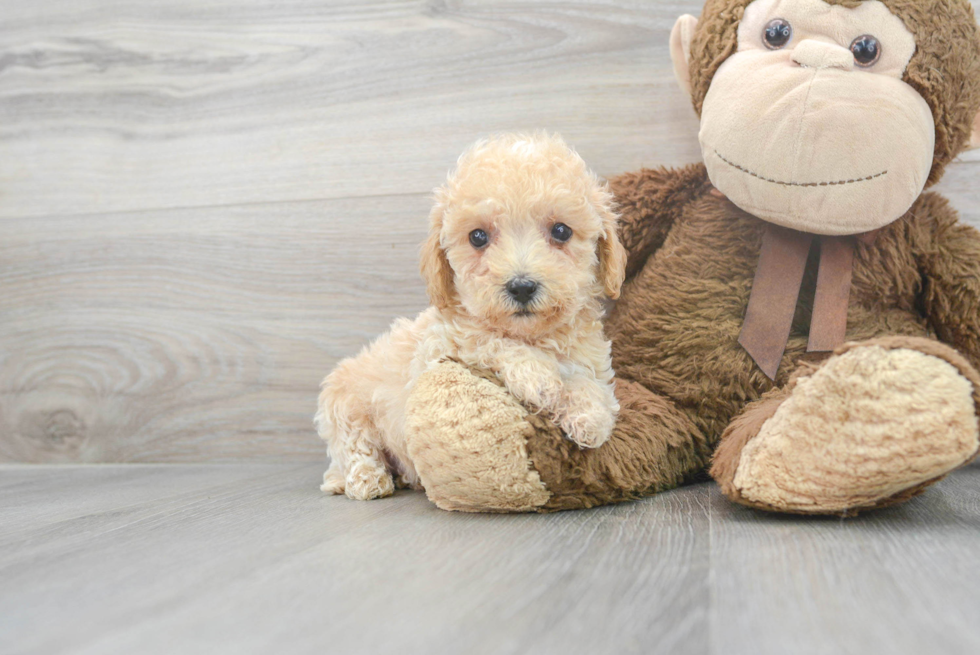 Maltipoo Pup Being Cute