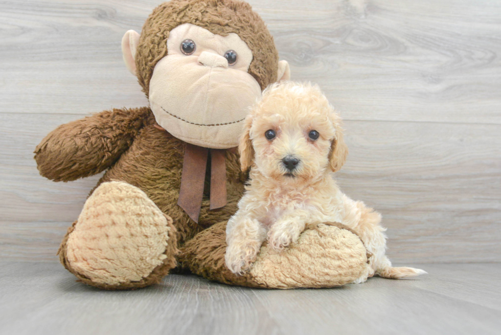 Popular Maltipoo Poodle Mix Pup