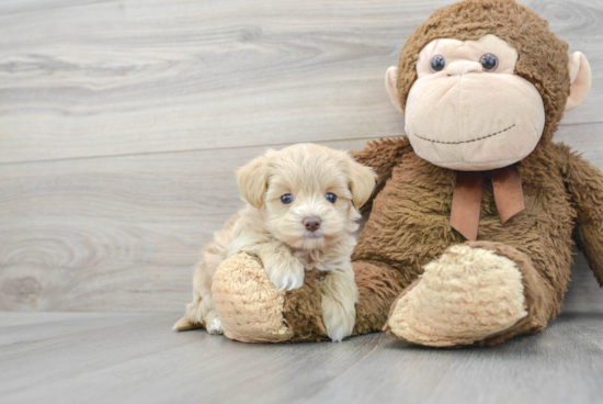 Popular Maltipoo Poodle Mix Pup