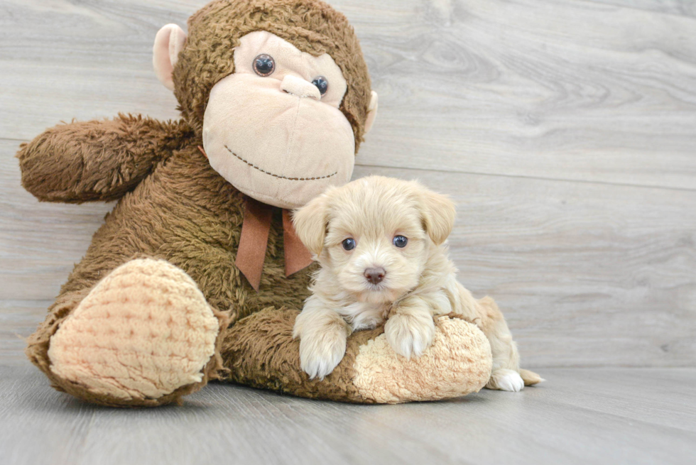 Best Maltipoo Baby