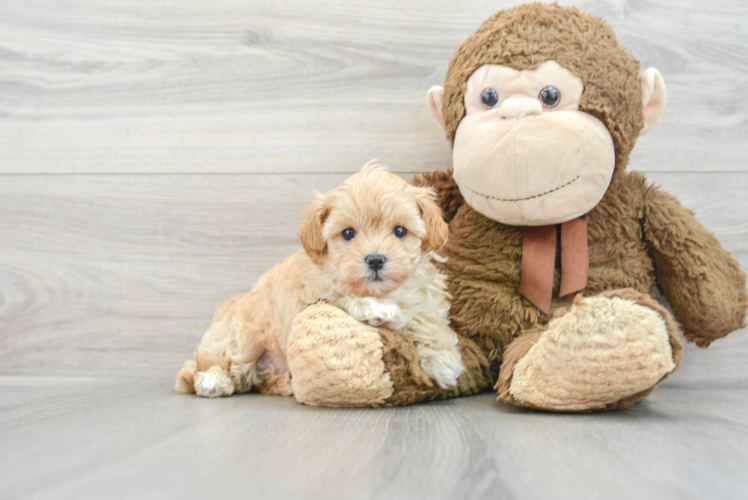 Small Maltipoo Baby