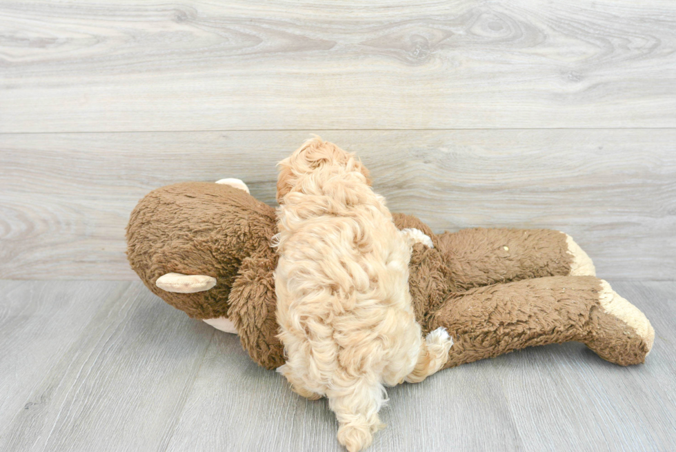 Happy Maltipoo Baby