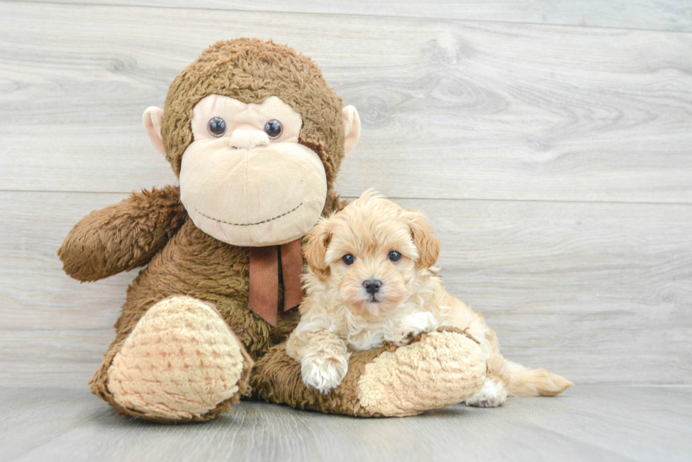 Best Maltipoo Baby