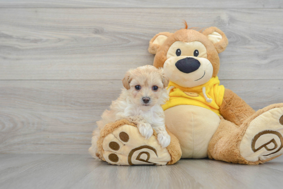 Maltipoo Puppy for Adoption