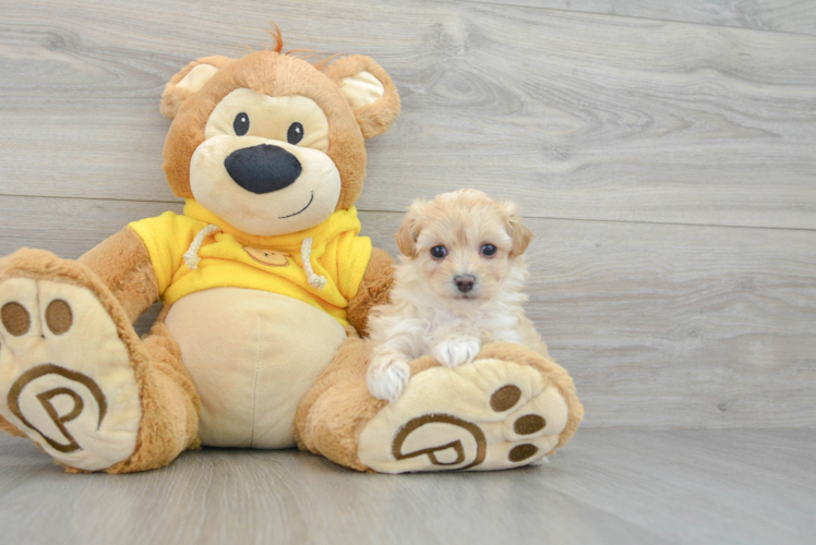 Fluffy Maltipoo Poodle Mix Pup