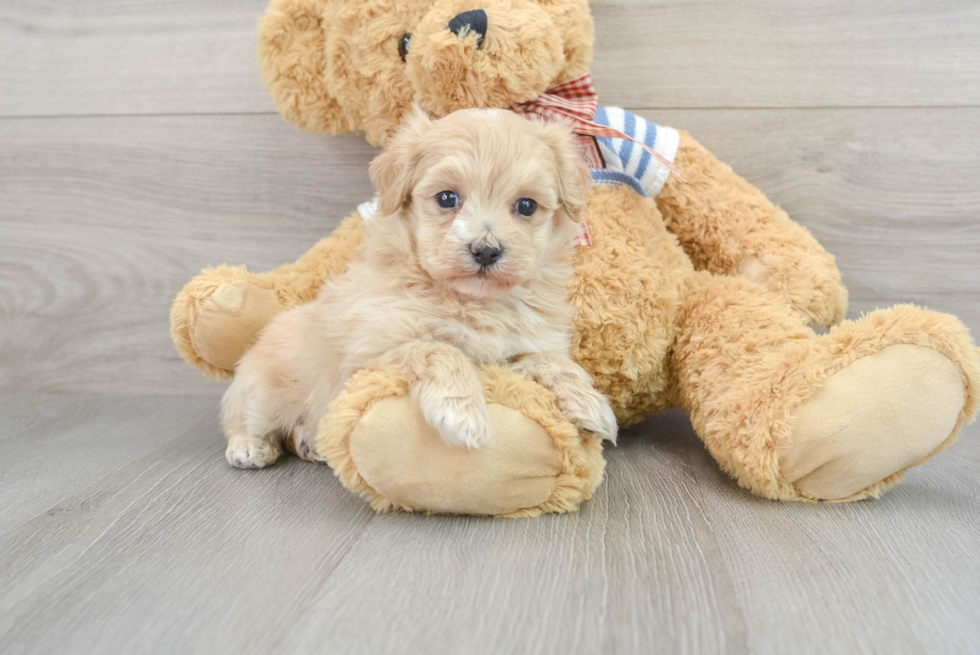 Adorable Maltese Poodle Poodle Mix Puppy