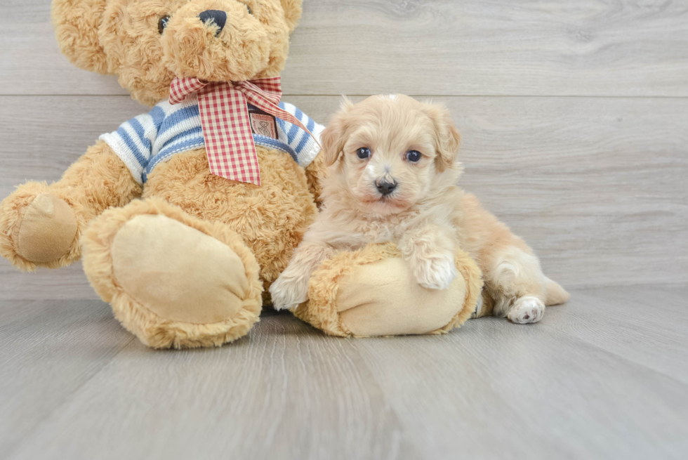 Maltipoo Puppy for Adoption