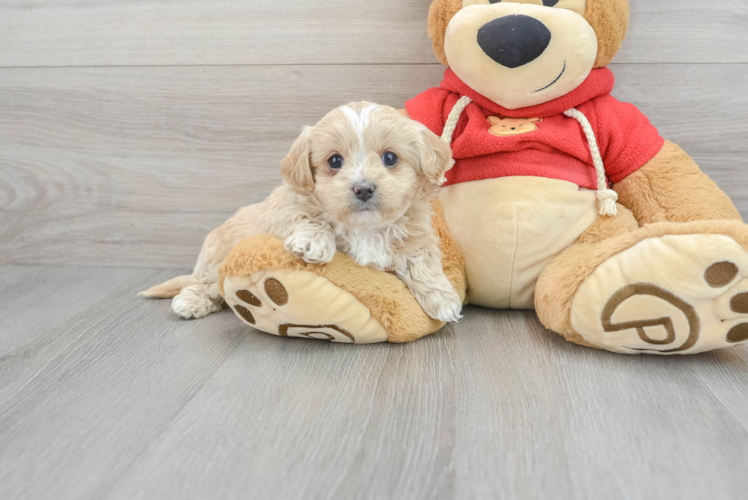 Hypoallergenic Maltepoo Poodle Mix Puppy