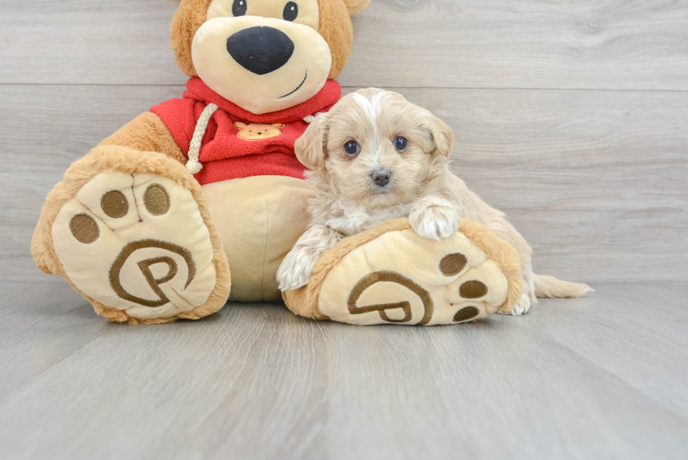 Friendly Maltipoo Baby