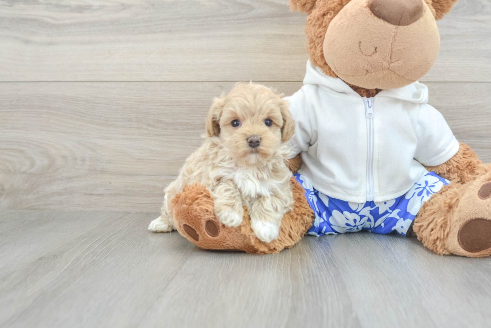 Maltipoo Pup Being Cute