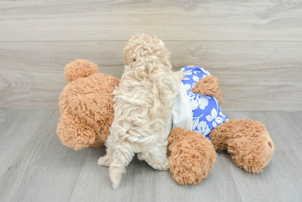 Playful Maltepoo Poodle Mix Puppy