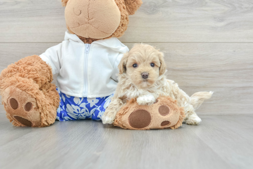 Maltipoo Pup Being Cute