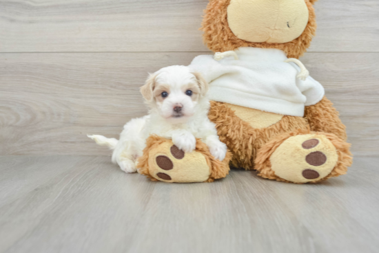 Cute Maltipoo Baby