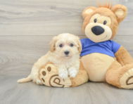 8 week old Maltipoo Puppy For Sale - Premier Pups