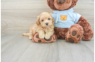 Maltipoo Pup Being Cute