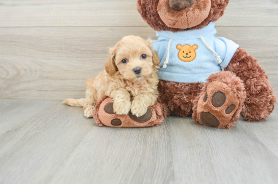 Maltipoo Pup Being Cute