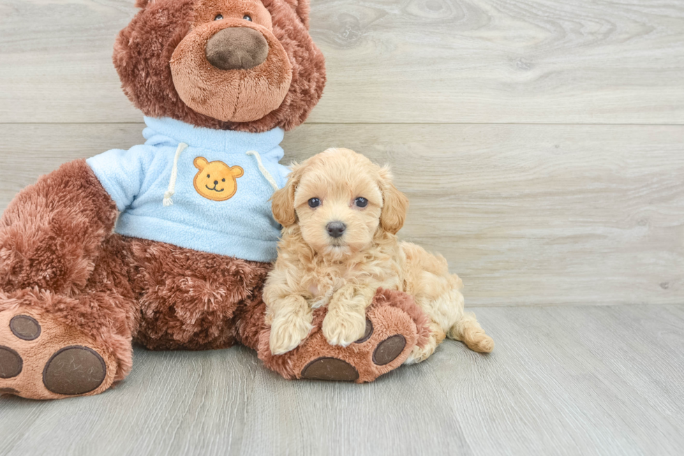 Maltipoo Pup Being Cute