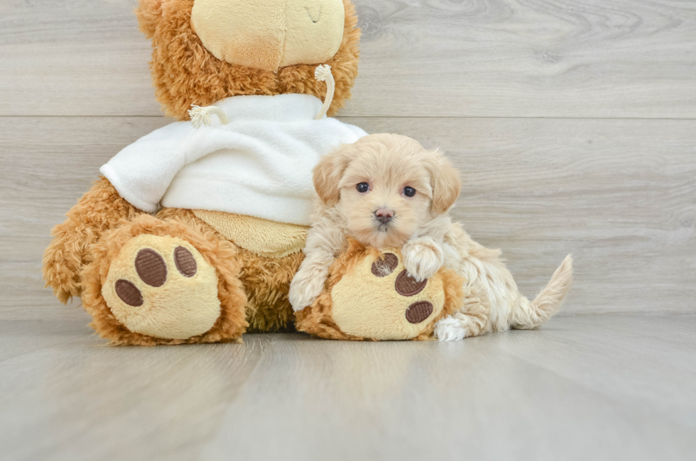 8 week old Maltipoo Puppy For Sale - Premier Pups