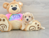 7 week old Maltipoo Puppy For Sale - Premier Pups