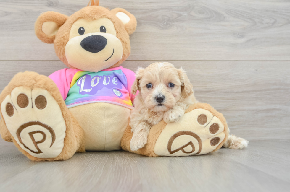5 week old Maltipoo Puppy For Sale - Premier Pups
