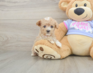 8 week old Maltipoo Puppy For Sale - Premier Pups