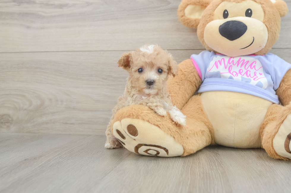 6 week old Maltipoo Puppy For Sale - Premier Pups