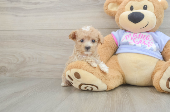 Little Malt Oodle Poodle Mix Puppy