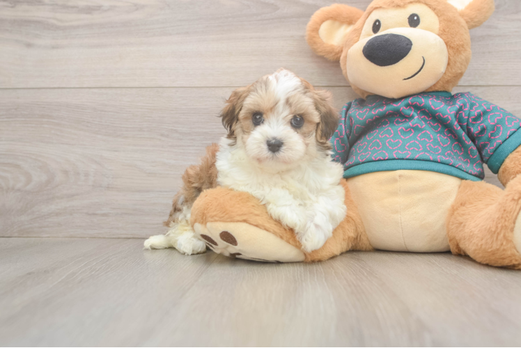 Smart Maltipoo Poodle Mix Pup