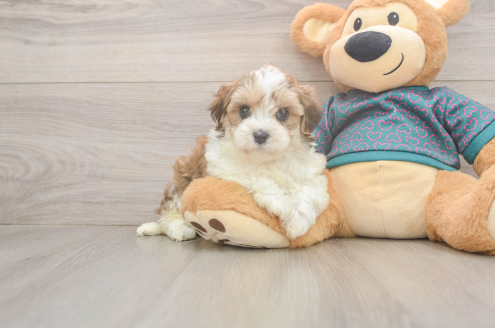 6 week old Maltipoo Puppy For Sale - Premier Pups