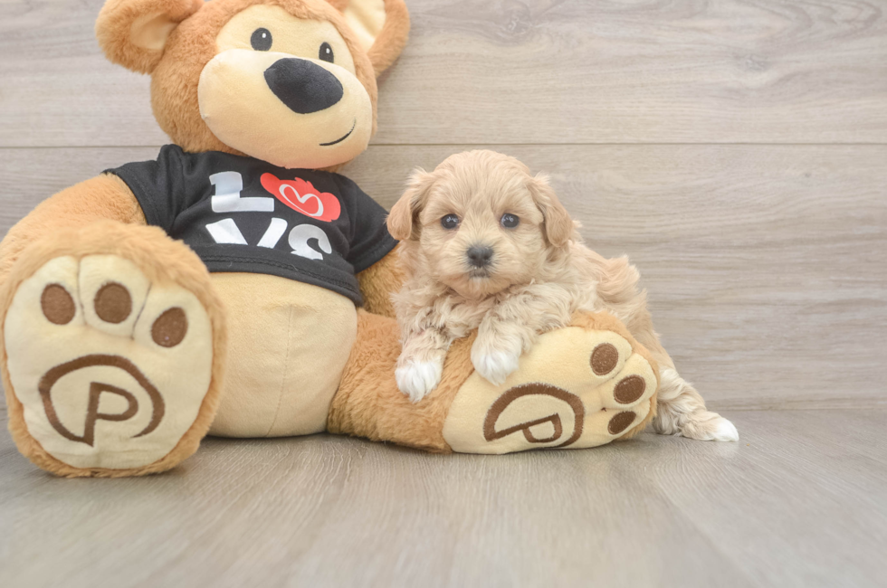 5 week old Maltipoo Puppy For Sale - Premier Pups
